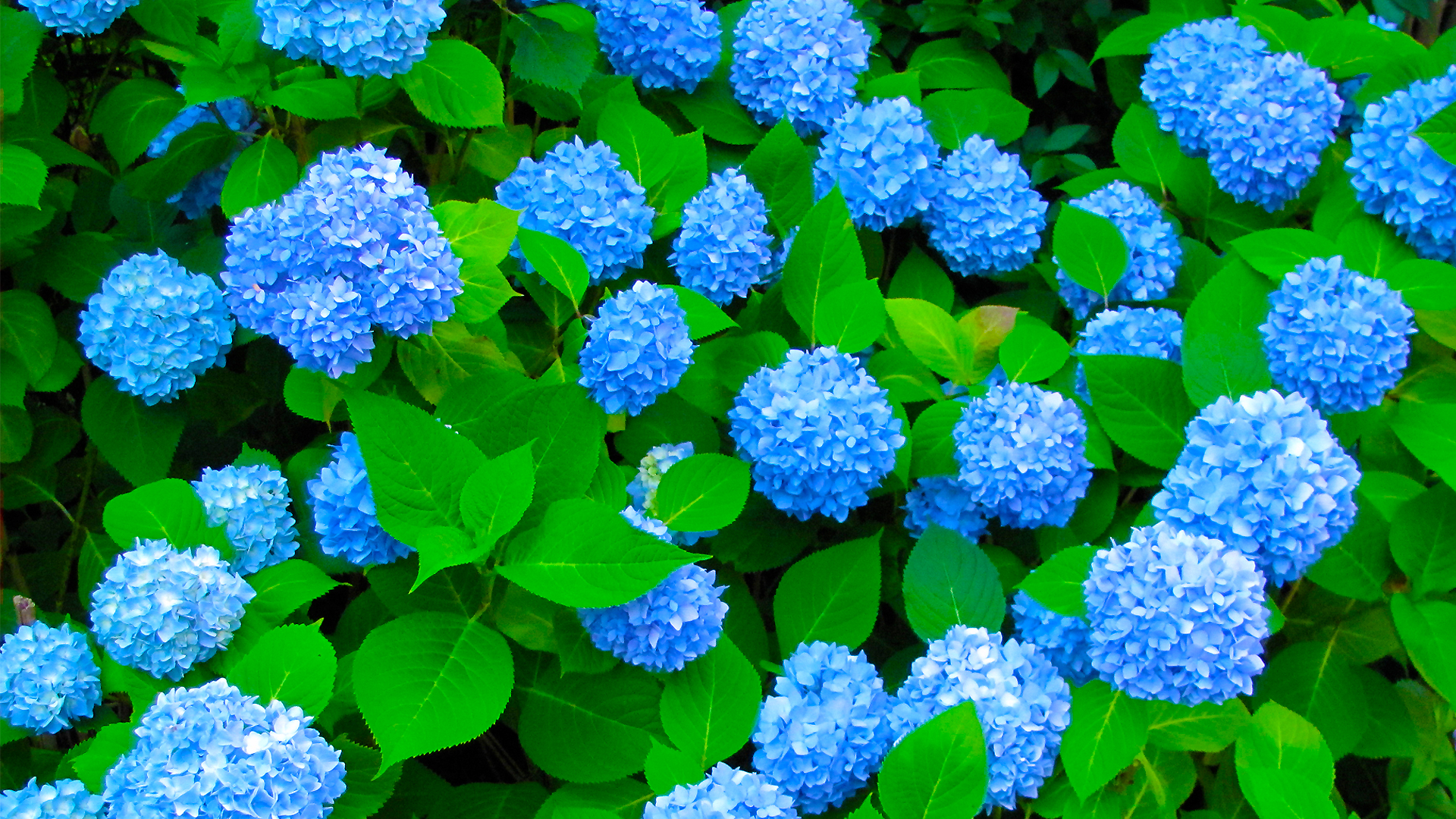 梅雨に咲く紫陽花 一心の暮らし 칼럼 コラム 世論 기사본문 아시아씨이뉴스